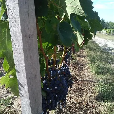 Gæstehus Domaine De Malleprat *
